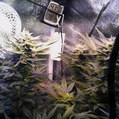 Twisted n tangled  growlog timeline photo