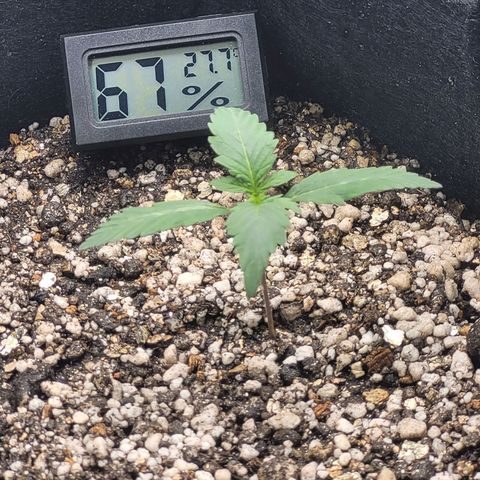 Bruce Banner Auto growlog timeline photo