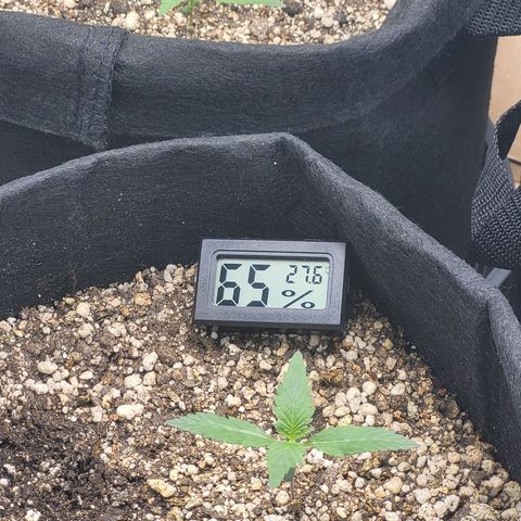 Bruce Banner Auto growlog timeline photo