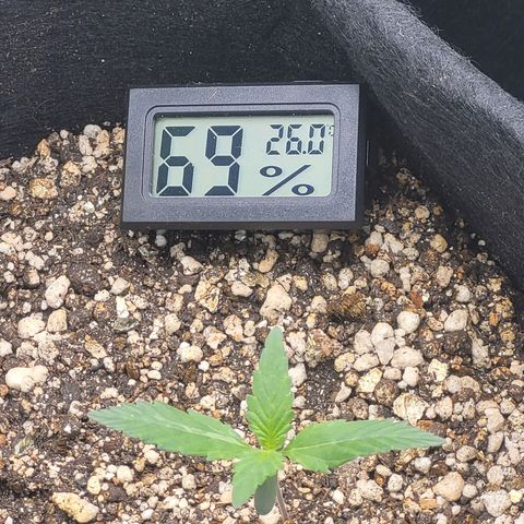 Bruce Banner Auto growlog timeline photo