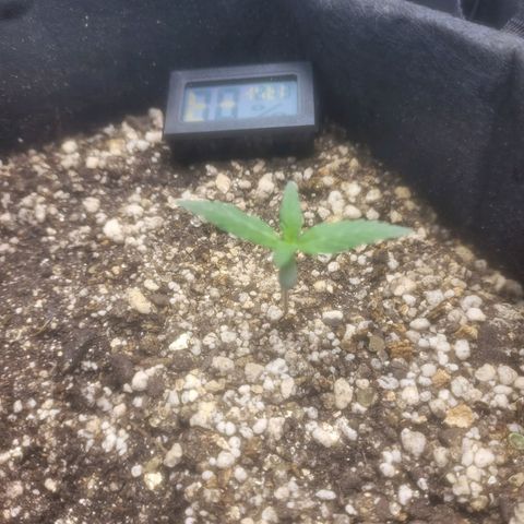 Bruce Banner Auto growlog timeline photo
