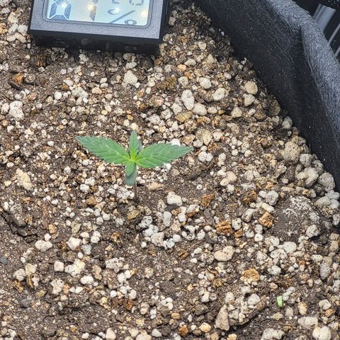 Bruce Banner Auto growlog timeline photo