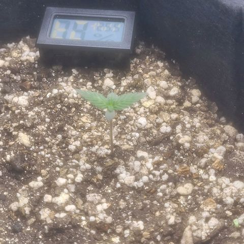 Bruce Banner Auto growlog timeline photo