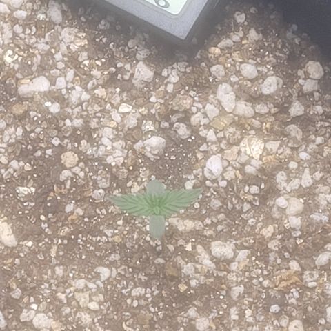 Bruce Banner Auto growlog timeline photo