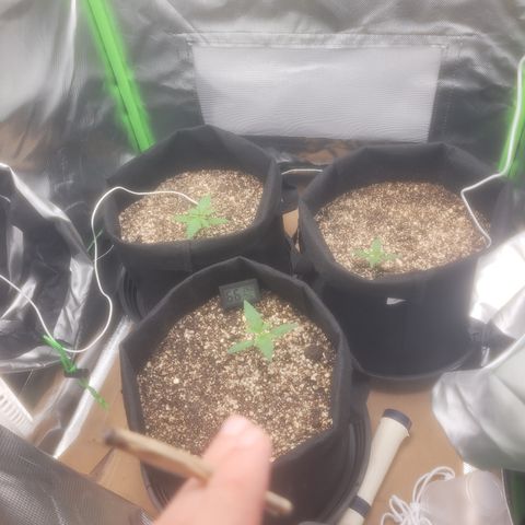 Bruce Banner Auto growlog timeline photo