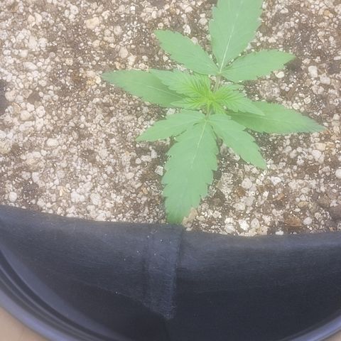 Bruce Banner Auto growlog photo: Praga na folha da planta da frente