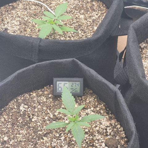 Bruce Banner Auto growlog photo: Praga na folha da planta da frente