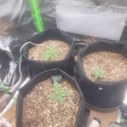 Bruce Banner Auto growlog photo: Praga na folha da planta da frente