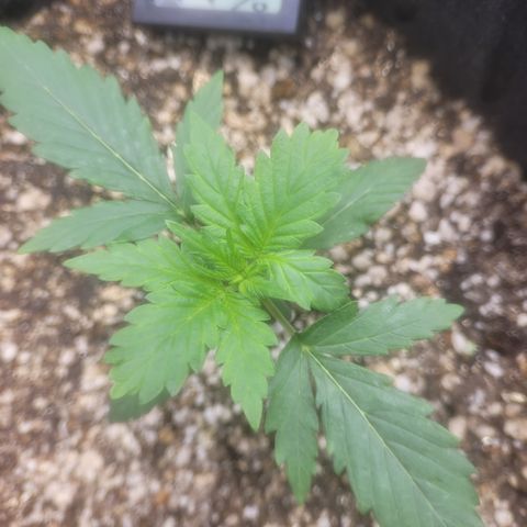 Bruce Banner Auto growlog photo: Um dia apos passar oleo de neem ( coloquei cerca de 120ml de agua e 1ml de oleo de neem, no borrifador e misturei depois borrifei em todas as plantas). Isso na hora das luzes desligar. 

A planta da frente esta com uns detalhes em algumas folhas. 