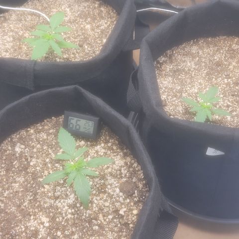 Bruce Banner Auto growlog photo: Hoje eu fiz a rega. Um pouco mais de 1.5L ÷ 3. A planta da frente parece que nao ta aguentando o peso das folhas. Isso depois da rega ela entortou um pouco. Coloquei o miniventilador no 3 para o vento ficar mais forte e engrossar o caule.