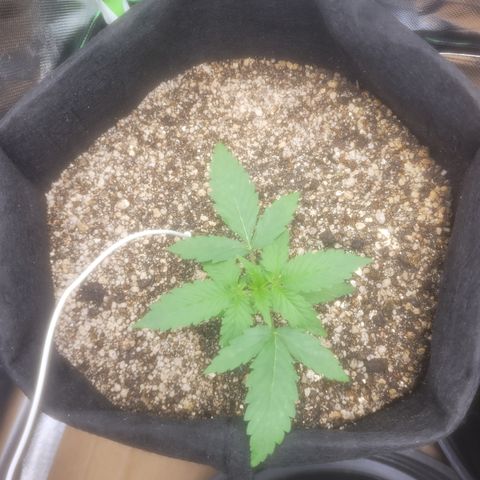 Bruce Banner Auto growlog photo: Um dia apos passar oleo de neem ( coloquei cerca de 120ml de agua e 1ml de oleo de neem, no borrifador e misturei depois borrifei em todas as plantas). Isso na hora das luzes desligar. 

A planta da frente esta com uns detalhes em algumas folhas. 
