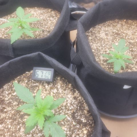 Bruce Banner Auto growlog photo: Um dia apos passar oleo de neem ( coloquei cerca de 120ml de agua e 1ml de oleo de neem, no borrifador e misturei depois borrifei em todas as plantas). Isso na hora das luzes desligar. 

A planta da frente esta com uns detalhes em algumas folhas. 