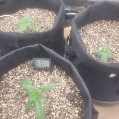 Bruce Banner Auto growlog photo: Hoje eu fiz a rega. Um pouco mais de 1.5L ÷ 3. A planta da frente parece que nao ta aguentando o peso das folhas. Isso depois da rega ela entortou um pouco. Coloquei o miniventilador no 3 para o vento ficar mais forte e engrossar o caule.