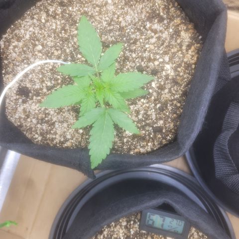 Bruce Banner Auto growlog photo: Um dia apos passar oleo de neem ( coloquei cerca de 120ml de agua e 1ml de oleo de neem, no borrifador e misturei depois borrifei em todas as plantas). Isso na hora das luzes desligar. 

A planta da frente esta com uns detalhes em algumas folhas. 