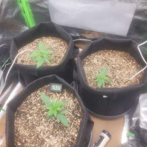 Bruce Banner Auto growlog photo: Um dia apos passar oleo de neem ( coloquei cerca de 120ml de agua e 1ml de oleo de neem, no borrifador e misturei depois borrifei em todas as plantas). Isso na hora das luzes desligar. 

A planta da frente esta com uns detalhes em algumas folhas. 