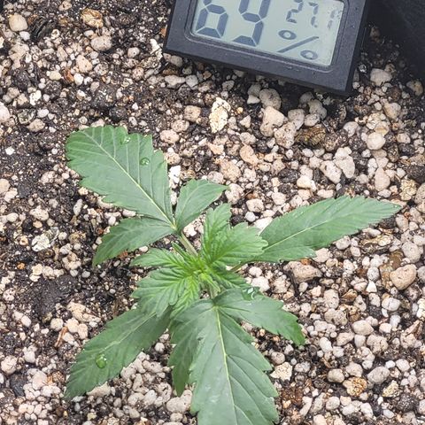 Bruce Banner Auto growlog photo: Hoje eu fiz a rega. Um pouco mais de 1.5L ÷ 3. A planta da frente parece que nao ta aguentando o peso das folhas. Isso depois da rega ela entortou um pouco. Coloquei o miniventilador no 3 para o vento ficar mais forte e engrossar o caule.