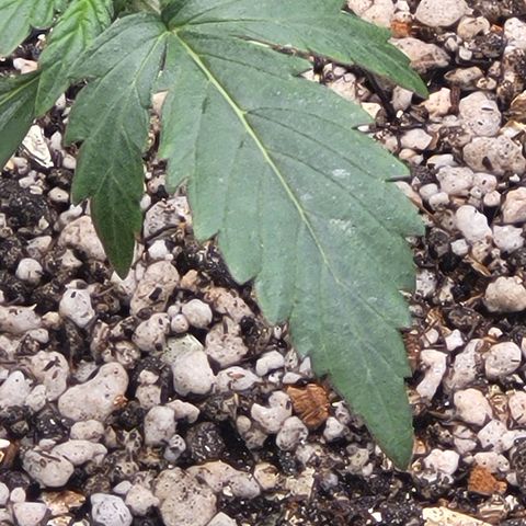 Bruce Banner Auto growlog photo: Hoje eu fiz a rega. Um pouco mais de 1.5L ÷ 3. A planta da frente parece que nao ta aguentando o peso das folhas. Isso depois da rega ela entortou um pouco. Coloquei o miniventilador no 3 para o vento ficar mais forte e engrossar o caule.