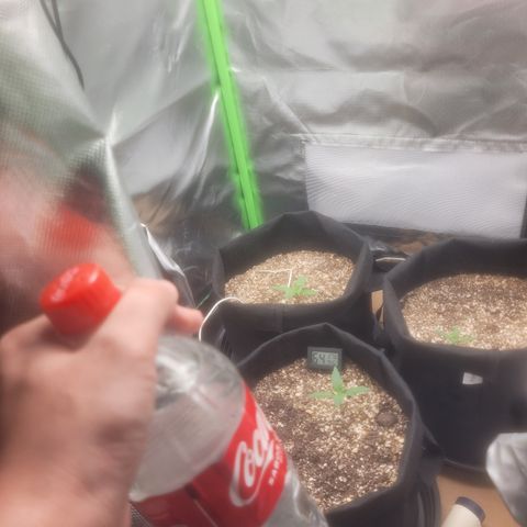 Bruce Banner Auto growlog timeline photo