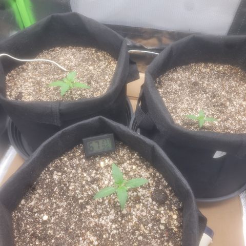 Bruce Banner Auto growlog timeline photo