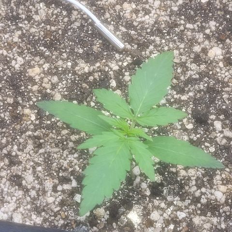Bruce Banner Auto growlog timeline photo