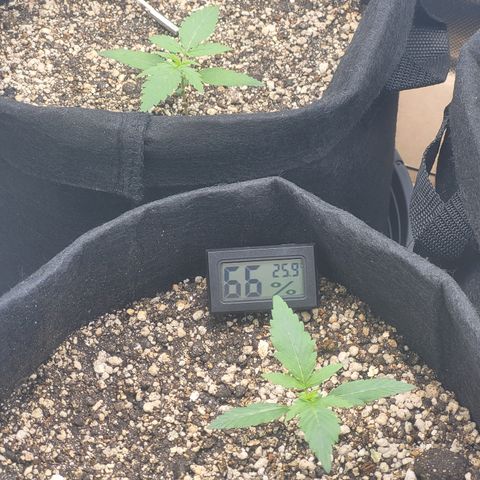 Bruce Banner Auto growlog timeline photo