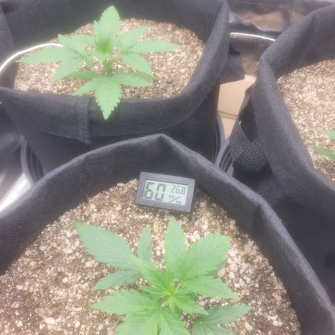 Bruce Banner Auto growlog timeline photo