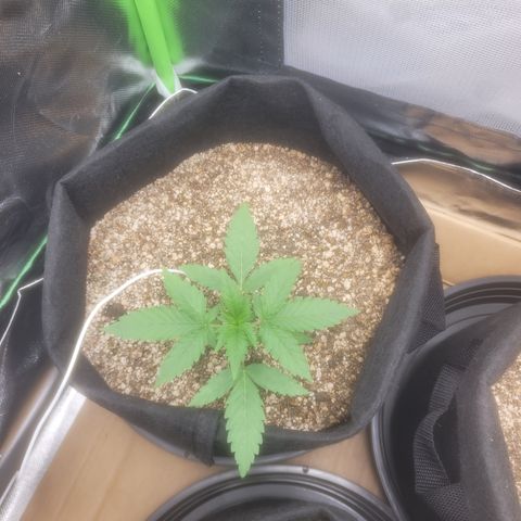 Bruce Banner Auto growlog timeline photo