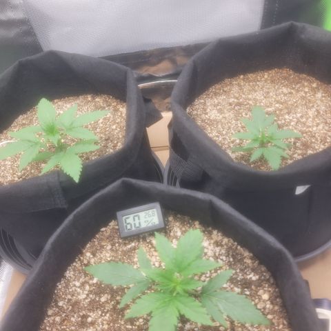 Bruce Banner Auto growlog timeline photo