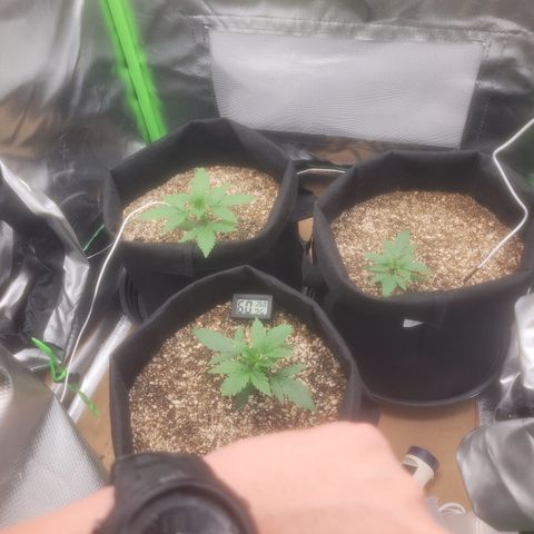 Bruce Banner Auto growlog timeline photo