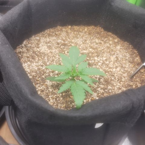 Bruce Banner Auto growlog timeline photo