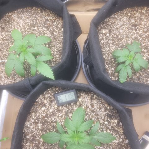 Bruce Banner Auto growlog timeline photo
