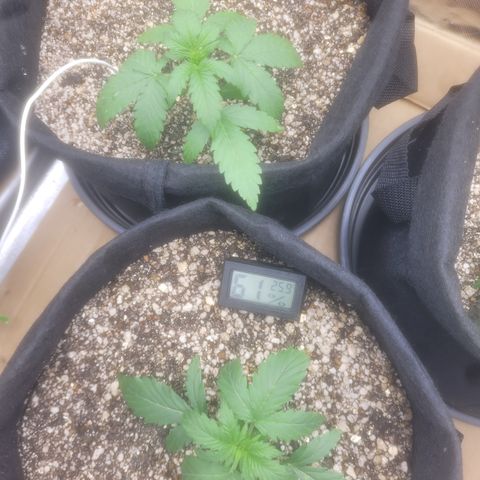 Bruce Banner Auto growlog timeline photo
