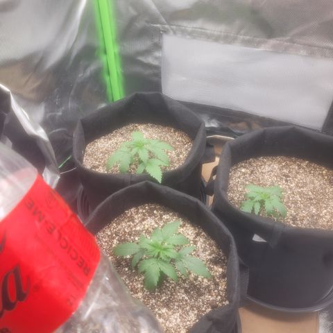 Bruce Banner Auto growlog timeline photo