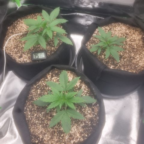 Bruce Banner Auto growlog timeline photo