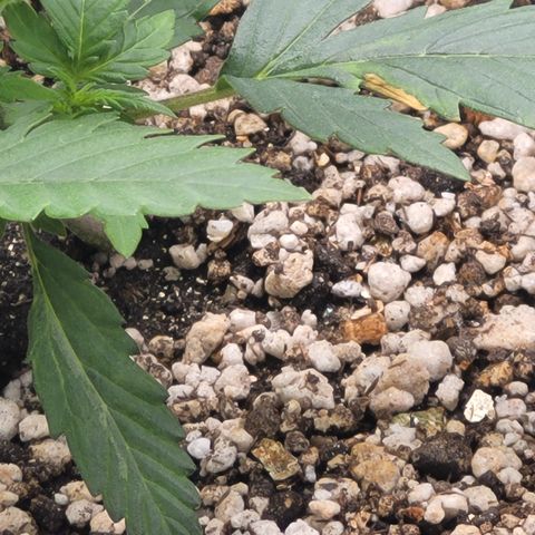 Bruce Banner Auto growlog timeline photo