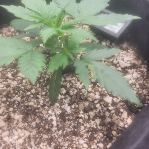 Bruce Banner Auto growlog timeline photo