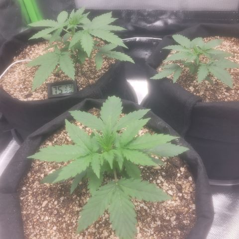 Bruce Banner Auto growlog timeline photo