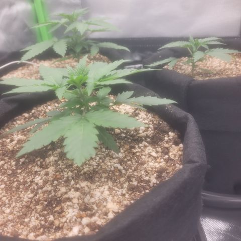 Bruce Banner Auto growlog timeline photo