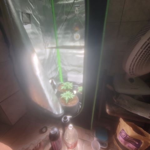 Bruce Banner Auto growlog timeline photo
