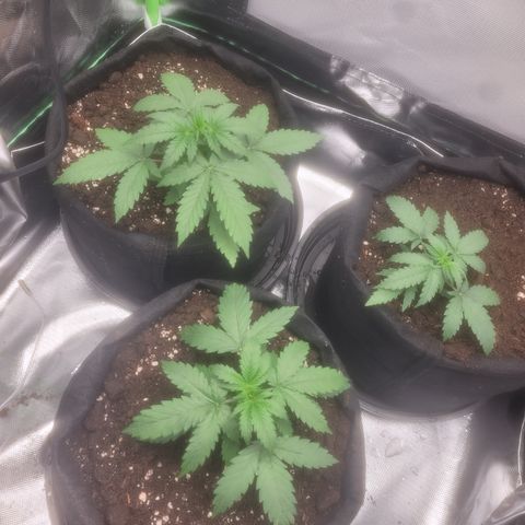 Bruce Banner Auto growlog timeline photo