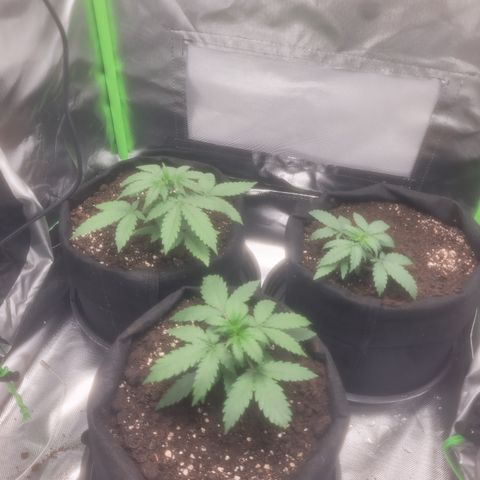 Bruce Banner Auto growlog timeline photo