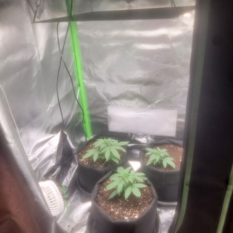 Bruce Banner Auto growlog timeline photo