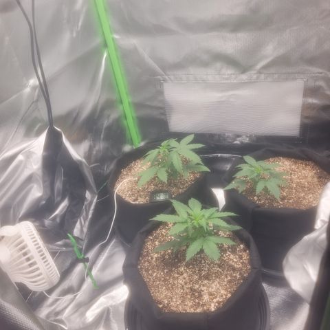 Bruce Banner Auto growlog timeline photo