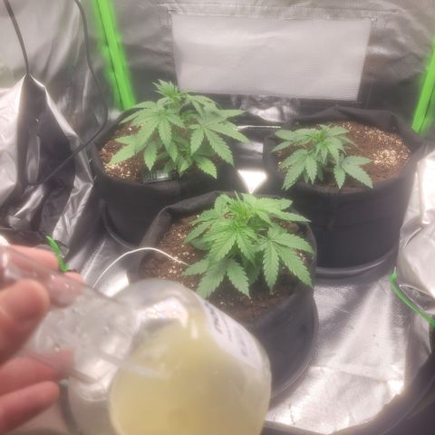 Bruce Banner Auto growlog timeline photo