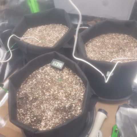 Bruce Banner Auto growlog timeline photo