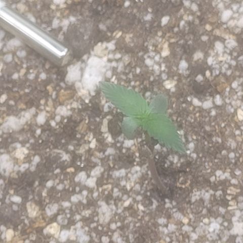Bruce Banner Auto growlog timeline photo