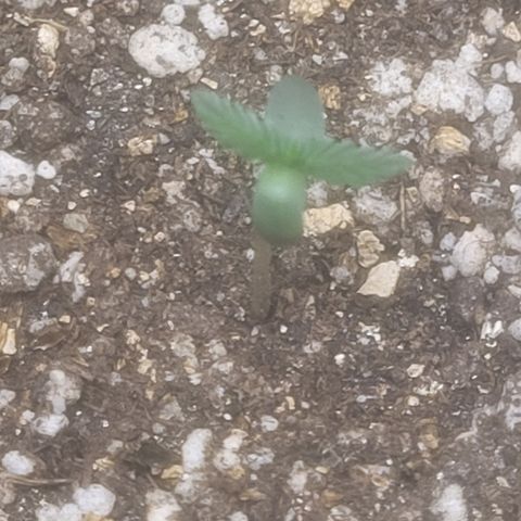 Bruce Banner Auto growlog timeline photo