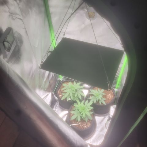 Bruce Banner Auto growlog timeline photo