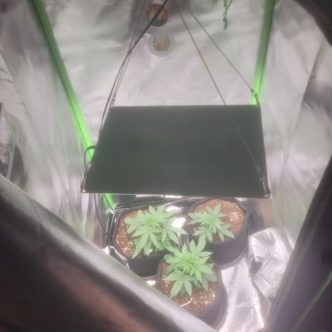 Bruce Banner Auto growlog timeline photo