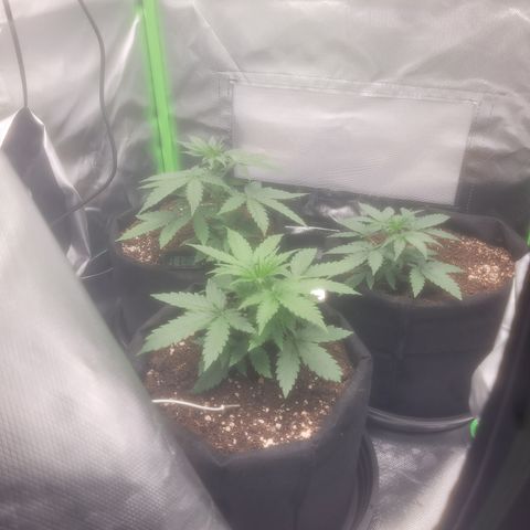 Bruce Banner Auto growlog timeline photo